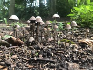 groep paddenstoelen
