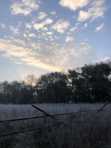 hoog gras met rijp