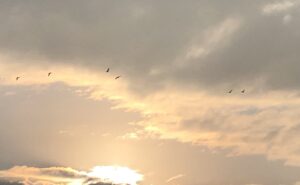 winterse zon met vogels