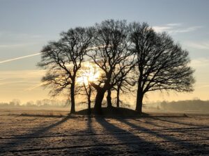 bomengroep met zon