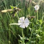 foto witte bloemen