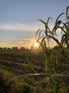 Foto leeg veld langs grassen met ondergaande zon