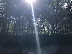 Foto door de bomen