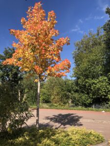 herfstboom