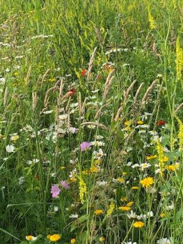 bloemen in grasland